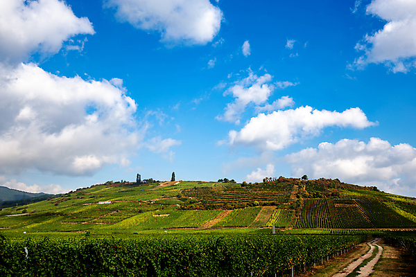 포토 JPG 해외이미지 포도 사람없음 와인 프랑스 시골 포도밭 해외포토 유럽 밭 과일 주류 파일형식 이미지허브
