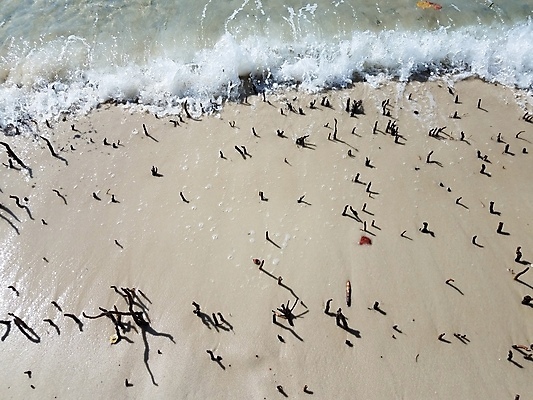 포토 JPG 해외이미지 나무 식물 모래 파도 바다 사람없음 물 젖음 뿌리 해외포토 자연요소 파일형식 이미지허브