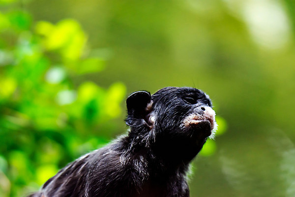 포토 JPG 해외이미지 나무 동물 캐릭터 응시 야생동물 음식 신체 일러스트 포유류 자연 열대 털 동물원 종류 앉기 사람없음 야외 빨간색 초록색 갈색 흰색 원숭이 유머 숲 작음 만화 콧수염 그림 엽서 모음 멸종 유인원 남쪽 말레이시아 싱가폴 얇은 해외포토 식물 시선 감정 아시아 컬러 모션 수염 크기 편지 방향 생태계 파일형식 이미지허브