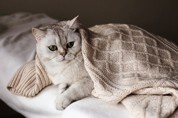 포토 JPG 해외이미지 한마리 실내 사람없음 눕기 귀여움 고양이 덮기 갈색배경 해외포토 1 백그라운드 컨셉 포유류 모션 내부 반려동물 갈색 파일형식 이미지허브