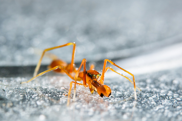 포토 JPG 해외이미지 동물 자연 사람없음 여름 정원 그물 거미 해외포토 계절 곤충 생태계 파일형식 이미지허브