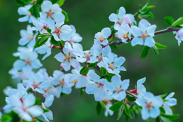 포토 JPG 해외이미지 나무 식물 계절 공원 꽃잎 꽃 선 분홍색 나비 백그라운드 꽃무늬 패턴 일러스트 자연 결혼식 파노라마 사람없음 여름 일출 정원 일본 놀람 봄 벚꽃 나뭇가지 축하 신용카드 개화 체리 도쿄 사과 과수원 4월 5월 묘사 타이틀 고립 워싱턴 해외포토 공공시설 감정 아시아 컬러 곤충 결혼 컨셉 무늬 농업 과일 촬영기법 표정 금융 노을 미국 날짜 생태계 파일형식 이미지허브