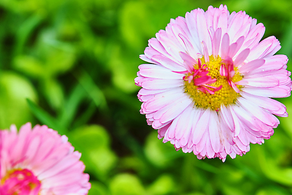 포토 JPG 해외이미지 식물 계절 꽃잎 꽃 분홍색 꽃다발 백그라운드 잎 꽃무늬 밭 자연 추상 사람없음 야외 장식 빨간색 파란색 뷰티 노란색 우주 환경 정원 보라색 봄 성장 벚꽃 시골 신선 개화 닫기 제비꽃 질감 장면 내추럴 깊이 멀티 해외포토 컬러 무늬 농업 모션 생태계 파일형식 이미지허브