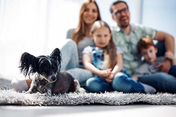 포토 JPG 해외이미지 전신 여자 남자 딸 반려견 아들 어린이 거실 가족 엄마 함께함 실내 사랑 앉기 소년 여러명 성인 앞모습 아웃포커스 반려동물 카펫 아내 아빠 개 해외포토 동물 감정 뷰포인트 다수 컨셉 포유류 관계 모션 촬영기법 사람 내부 파일형식 이미지허브