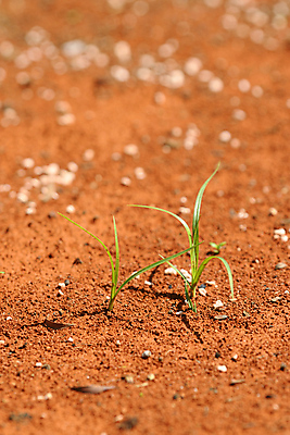 포토 JPG 해외이미지 식물 스트레스 사람없음 글로벌 사막 가뭄 생존 해외포토 날씨 파일형식 이미지허브