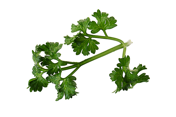 포토 JPG 해외이미지 식물 음식 백그라운드 잎 채소 재료 자연 파슬리 건강 요리 사람없음 초록색 흰색 나뭇가지 신선 양념 맛 정상 다발 허브 향신료 오브젝트 유기농 날것 향 내추럴 고립 채식주의자 해외포토 나무 웰빙 컬러 컨셉 생태계 채식 향미료 파일형식 이미지허브