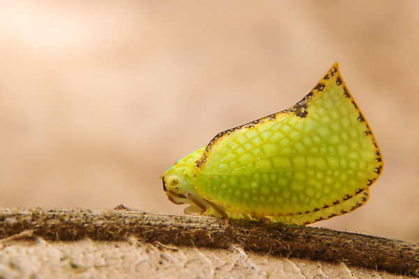포토 JPG 해외이미지 나비 곤충 백그라운드 사람없음 초록색 흰색 고립 해외포토 동물 컬러 파일형식 이미지허브