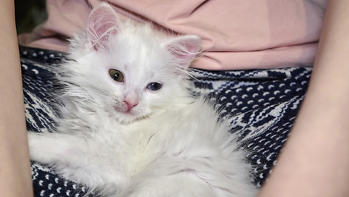 포토 JPG 해외이미지 한마리 응시 새끼 실내 사람없음 귀여움 고양이 터키시앙고라 오드아이 해외포토 동물 1 시선 컨셉 포유류 내부 반려동물 파일형식 이미지허브