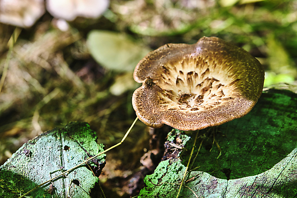 포토 JPG 해외이미지 주간 자연 근접촬영 잔디 사람없음 야외 버섯 숲속 해외포토 자연요소 식물 뷰포인트 숲 생태계 파일형식 이미지허브
