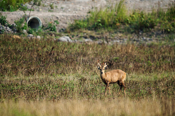포토 JPG 해외이미지 주간 응시 야생동물 사슴 뿔 사람없음 야외 숲 해외포토 자연요소 동물 시선 포유류 파일형식 이미지허브