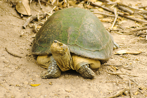 포토 JPG 해외이미지 동물 척추동물 야생동물 파충류 자연 생물 종류 양서류 성인 사람없음 가로 반려동물 머리 우주 검은색 껍질 원형 거친 행운 거북이 보호 소프트포커스 땅 속도 생물학 방패 멸종 느림 표범 갑옷 기어가기 등딱지 민물 어려움 여의주 인내 생존 해외포토 도형 교육 컬러 컨셉 포유류 모션 촬영기법 사람 신체부위 보호장비 생태계 파일형식 이미지허브