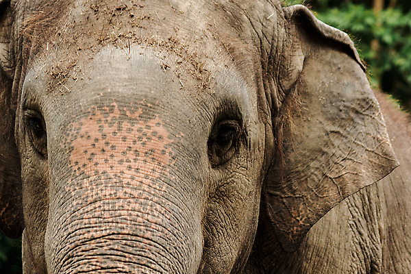 포토 JPG 해외이미지 동물 아시아 얼굴 야생동물 선 신체 포유류 가족 아프리카 자연 코끼리 건조 동물원 국립공원 이야기 사람없음 갈색 머리 회색 아기 비교 주름 작음 큼 사파리 피부 호기심 질감 귀 치수 남아프리카 보츠와나 옛날 혼자 해외포토 공원 감정 나라 컬러 컨셉 관계 사람 신체부위 크기 생태계 파일형식 이미지허브