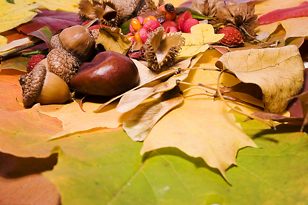 포토 JPG 해외이미지 열매 백그라운드 잎 나뭇잎 사람없음 장식 견과류 껍질 도토리 해외포토 식물 파일형식 이미지허브