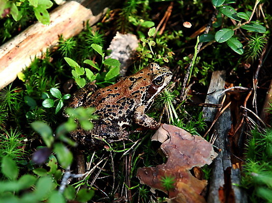 포토 JPG 해외이미지 동물 1 야생동물 잎 자연 개구리 양서류 사람없음 야외 초록색 갈색 머리 점프 침묵 젖음 점 숲 피부 육식동물 끈적임 해외포토 식물 컬러 모션 신체부위 소리 생태계 파일형식 이미지허브