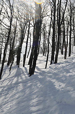 포토 JPG 해외이미지 주간 나무 겨울 사람없음 야외 눈 숲속 산속 겨울풍경 눈덮임 해외포토 자연요소 식물 계절 컨셉 날씨 산 풍경 숲 파일형식 이미지허브
