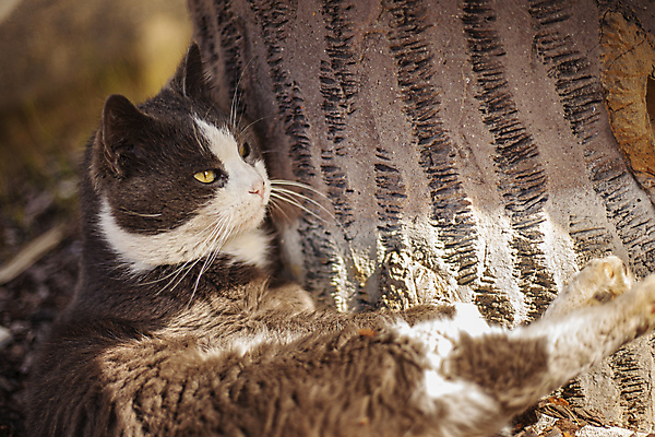 포토 JPG 해외이미지 주간 나무 한마리 응시 사람없음 야외 아웃포커스 햇빛 귀여움 고양이 길고양이 해외포토 자연요소 식물 1 시선 컨셉 포유류 촬영기법 반려동물 태양 파일형식 이미지허브