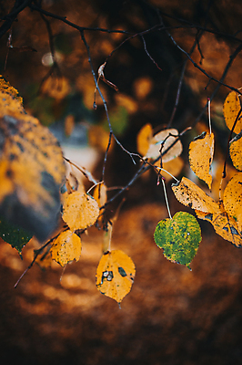 포토 JPG 해외이미지 나무 식물 계절 공원 감정 백그라운드 낙엽 잎 패턴 오렌지 자연 벽지 하늘 추상 건조 사람없음 빨간색 초록색 빛 태양 뷰티 노란색 환경 활발 젖음 안개 가을 나뭇가지 변화 숲 다발 지역 자작나무 미루나무 해외포토 자연요소 공공시설 컬러 컨셉 무늬 과일 날씨 생태계 파일형식 이미지허브