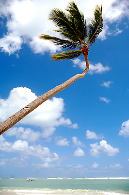 포토 JPG 해외이미지 나무 구름 바다 여행 잎 자연 하늘 휴가 휴식 손바닥 풍경 사람없음 야외 초록색 물 여름 파란색 평화 맑음 침묵 꿈 흰색 전원 탈출 공화국 완벽 이국적 터키석 파라다이스 수평선 해외포토 자연요소 식물 손 계절 나라 컬러 컨셉 날씨 소리 전기에너지 보석 생태계 파일형식 이미지허브