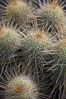 포토 JPG 해외이미지 식물 유럽 자연 멕시코 선인장 사람없음 정원 스페인 박물관 내추럴 해외포토 나라 북아메리카 생태계 파일형식 이미지허브