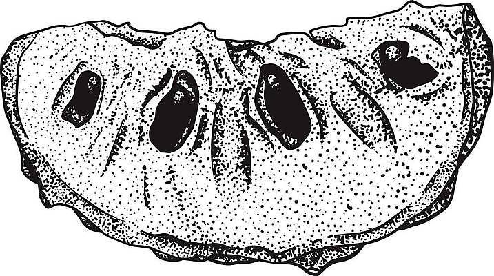 EPS 해외이미지 식물 음식 잎 농업 과일 일러스트 자연 디저트 건강 씨앗 세트 정원 수확 신선 달콤 사과 설탕 스케치 수집 메뉴 유기농 손그림 비타민 내추럴 이국적 채식주의자 현실 맛있는 해외일러스트 웰빙 산업 미술 맛 생태계 채식 영양소 파일형식 벡터 이미지허브