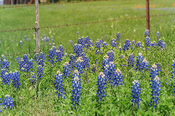 포토 JPG 해외이미지 식물 계절 꽃 잎 꽃무늬 밭 부분 자연 초원 사람없음 야외 초록색 파란색 울타리 컬러풀 농장 금속 미국 봄 활발 들꽃 벚꽃 시골 개화 선택 인도인 심볼 언덕 페인트붓 철사 철조망 보닛 내추럴 텍사스 해외포토 외국인 컬러 컨셉 북아메리카 무늬 농업 자동차 재질 동양인 담장 붓 생태계 파일형식 이미지허브