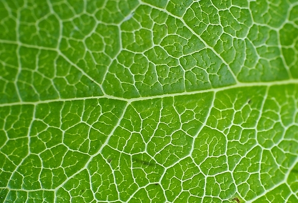 포토 JPG 해외이미지 백그라운드 잎 자연 사람없음 초록색 닫기 질감 생물학 바이오 해외포토 식물 교육 컬러 모션 생태계 파일형식 이미지허브