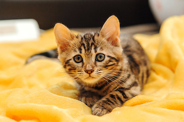 포토 JPG 해외이미지 한마리 응시 새끼 엎드리기 검은배경 실내 사람없음 아웃포커스 귀여움 고양이 담요 뱅갈 해외포토 동물 1 시선 백그라운드 컨셉 포유류 모션 촬영기법 내부 반려동물 검은색 파일형식 이미지허브