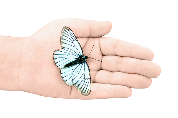 포토 JPG 해외이미지 동물 손 어린이 나비 곤충 백그라운드 날개 자연 안테나 손바닥 사람없음 야외 가로 여름 햇빛 믿음 맑음 화목 줄무늬 터치 흰색 자르기 싱글 고립 무료 해외포토 계절 감정 컬러 컨셉 무늬 통신 모션 날씨 사람 신체부위 태양 생태계 파일형식 이미지허브