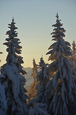 포토 JPG 해외이미지 주간 나무 겨울 하늘 사람없음 야외 일몰 눈 겨울풍경 눈덮임 해외포토 자연요소 식물 계절 컨셉 날씨 풍경 노을 파일형식 이미지허브