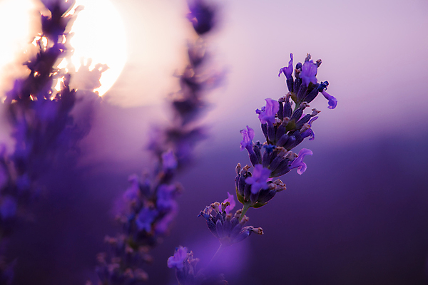 포토 JPG 해외이미지 주간 사람없음 야외 태양 보라색 프랑스 라벤더 프로방스 해외포토 자연요소 꽃 유럽 컬러 허브 파일형식 이미지허브