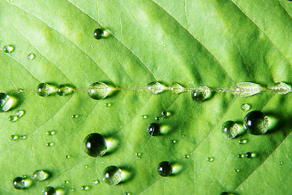 포토 JPG 해외이미지 식물 백그라운드 잎 자연 사람없음 초록색 물 환경 젖음 물방울 신선 닫기 떨어짐 이슬 내추럴 해외포토 자연요소 컬러 컨셉 모션 생태계 파일형식 이미지허브