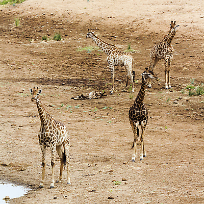 포토 JPG 해외이미지 동물 야생동물 포유류 아프리카 자연 국립공원 사람없음 4 기린 사파리 정사각형 남아프리카 보호구역 해외포토 도형 공원 나라 숫자 생태계 구역 파일형식 이미지허브