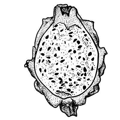 EPS 해외이미지 식물 디자인 아시아 음식 조각 다이어트 과일 일러스트 재료 태국 자연 디저트 건강 동양인 세트 주스 흰색 용 신선 달콤 맛 낙서 스케치 메뉴 유기농 날것 손그림 내추럴 고립 숙성 이국적 채식주의자 맛있는 해외일러스트 웰빙 나라 음료 컬러 컨셉 미술 인종 생태계 채식 파일형식 벡터 이미지허브
