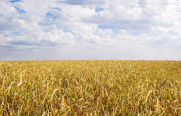 포토 JPG 해외이미지 식물 구름 라이프스타일 음식 줄기 백그라운드 밭 농업 채소 과일 자연 하늘 건조 건강 씨앗 풍경 사람없음 야외 여름 파란색 농작물 햇빛 농장 노란색 우주 성장 시골 그룹 황금 닫기 시리얼 밀 유기농 조경 장면 넘어짐 특별함 평야 호밀 수평선 전경 해외포토 자연요소 웰빙 계절 산업 컬러 컨셉 모션 곡류 생활 태양 생태계 파일형식 탑뷰 이미지허브