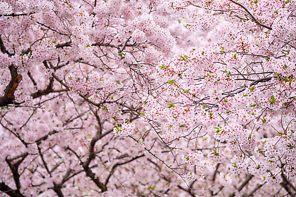 포토 JPG 해외이미지 나무 식물 계절 꽃잎 꽃 아시아 분홍색 백그라운드 컨셉 꽃무늬 자연 추상 친절 서울 한국 동양인 사람없음 뷰티 정원 일본 보라색 봄 벚꽃 흰색 나뭇가지 신선 개화 체리 닫기 4월 심볼 묘사 블러 해외포토 나라 컬러 무늬 과일 모션 인종 날짜 생태계 파일형식 이미지허브