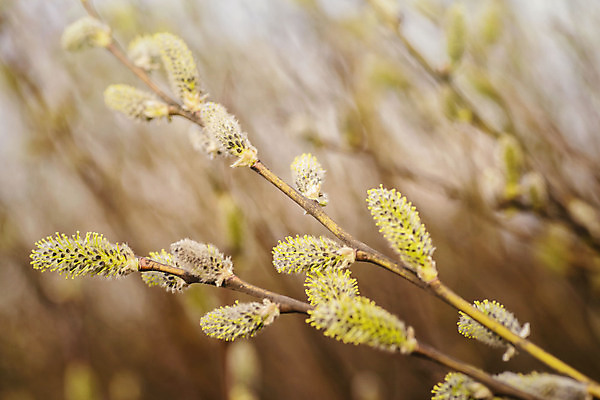 포토 JPG 해외이미지 나무 식물 계절 꽃 줄기 백그라운드 꽃무늬 자연 부활절 새로움 사람없음 야외 장식 뷰티 갈색 노란색 고양이 봄 성장 벚꽃 나뭇가지 막대기 숲 4월 다발 버드나무 꽃가루 솜털 해외포토 기념일 컬러 컨셉 무늬 포유류 반려동물 날짜 가루 생태계 파일형식 이미지허브