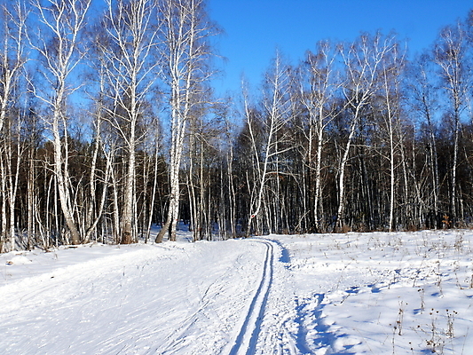 포토 JPG 해외이미지 백그라운드 겨울 하늘 아침 스키 풍경 사람없음 목재 파란색 흰색 티켓 숲 서리 전나무 자작나무 선로 해외포토 주간 나무 계절 컬러 재료 겨울스포츠 파일형식 이미지허브
