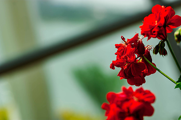 포토 JPG 해외이미지 식물 디자인 꽃잎 꽃 줄기 분홍색 꽃다발 백그라운드 잎 꽃무늬 패턴 자연 사람없음 가로 빨간색 초록색 여름 컬러풀 뷰티 머리 정원 보라색 봄 벚꽃 흰색 축하 신선 개화 우아함 싱글 슛 내추럴 고립 해외포토 계절 컬러 컨셉 무늬 신체부위 생태계 파일형식 이미지허브