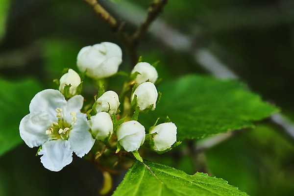 포토 JPG 해외이미지 나무 식물 계절 공원 꽃잎 꽃 백그라운드 잎 꽃무늬 농업 과일 자연 하늘 새로움 사람없음 야외 초록색 파란색 뷰티 정원 맑음 봄 성장 벚꽃 흰색 나뭇가지 신선 개화 체리 사과 소프트포커스 4월 보케 내추럴 블러 해외포토 공공시설 산업 컬러 컨셉 무늬 날씨 촬영기법 날짜 생태계 파일형식 이미지허브