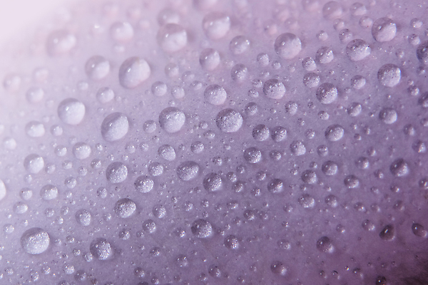 포토 JPG 해외이미지 식물 꽃잎 꽃 분홍색 백그라운드 자연 사람없음 물 뷰티 장미 벚꽃 물방울 신선 닫기 떨어짐 이슬 해외포토 자연요소 컬러 컨셉 모션 생태계 파일형식 이미지허브