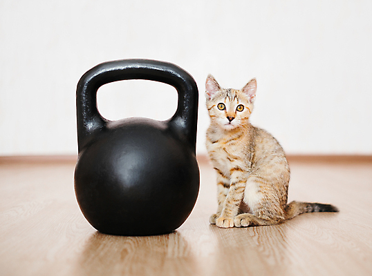 포토 JPG 해외이미지 한마리 응시 새끼 실내 사람없음 아웃포커스 귀여움 고양이 케틀벨 해외포토 동물 1 시선 컨셉 포유류 촬영기법 내부 반려동물 파일형식 이미지허브