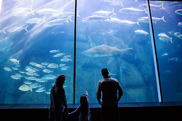 포토 JPG 해외이미지 동물 백인 라이프스타일 응시 여자 남자 딸 행복 어린이 바다 40대 중년 자연 유리 엄마 실내 관리 사랑 미소 세명 물 파란색 빛 부모 환경 수중 관찰 잡기 아빠 큼 호기심 생물학 수족관 해외202004 해외포토 자연요소 서양인 시선 교육 감정 컬러 컨셉 가족 모션 재질 표정 사람 성인 내부 생활 크기 생태계 파일형식
