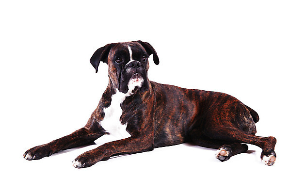 포토 JPG 해외이미지 동물 응시 백그라운드 컨셉 포유류 종류 사람없음 야외 반려동물 머리 흰색 개 달콤 래브라도리트리버 만족 고립 유래 충실 해외202004 해외포토 시선 감정 컬러 신체부위 리트리버 맛 파일형식