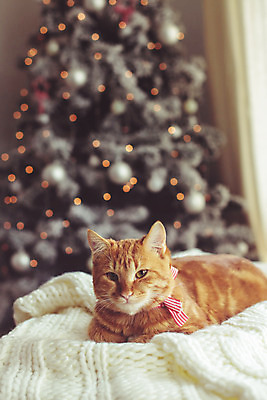 포토 JPG 해외이미지 라이프스타일 컨셉 크리스마스 겨울 휴식 털 실내 따뜻함 사람없음 내부 장식 반려동물 귀여움 고양이 방 축하 담요 니트 안락의자 이벤트의상 리빙 해외202004 해외포토 동물 옷 계절 기념일 상의 의자 포유류 생활 파일형식