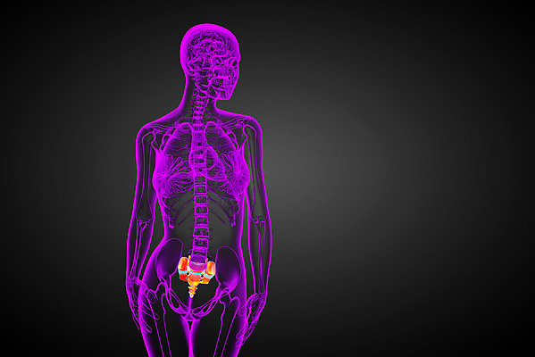 포토 JPG 해외이미지 해부 뼈 골격 사람 사람없음 기둥 척추 해외202004 해외포토 건축 의학 파일형식