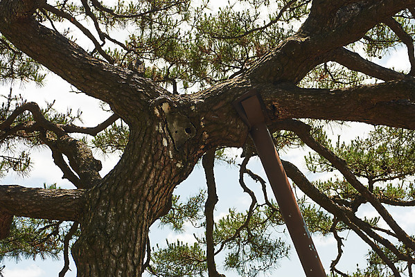 포토 JPG 주간 여행 한국건축 유적지 풍경 사람없음 야외 관광지 봄 문화재 소나무 역사 한국사 강화도 국내여행 명승지 사적지 강화초지진 국내포토 자연요소 나무 계절 건축 고건축 인천 파일형식