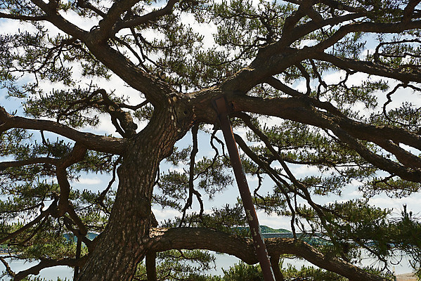 포토 JPG 주간 여행 한국건축 유적지 풍경 사람없음 야외 관광지 봄 문화재 소나무 역사 한국사 강화도 국내여행 명승지 사적지 강화초지진 국내포토 자연요소 나무 계절 건축 고건축 인천 파일형식