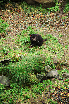 포토 JPG 해외이미지 동물 사람없음 호주 주머니곰 해외202004 해외포토 포유류 오세아니아 파일형식