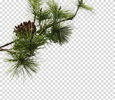 편집 편집이미지 누끼 사람없음 오브젝트 솔방울 솔잎 PNG 편집소스 잎 파일형식