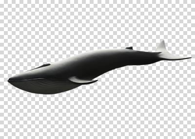 동물 편집 편집이미지 누끼 사람없음 장난감 모형 수중동물 고래 오브젝트 PNG 편집소스 포유류 파일형식